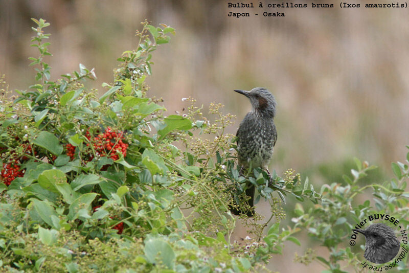 Brown-eared Bulbuladult