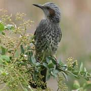 Brown-eared Bulbul