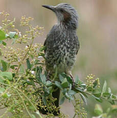 Bulbul à oreillons bruns