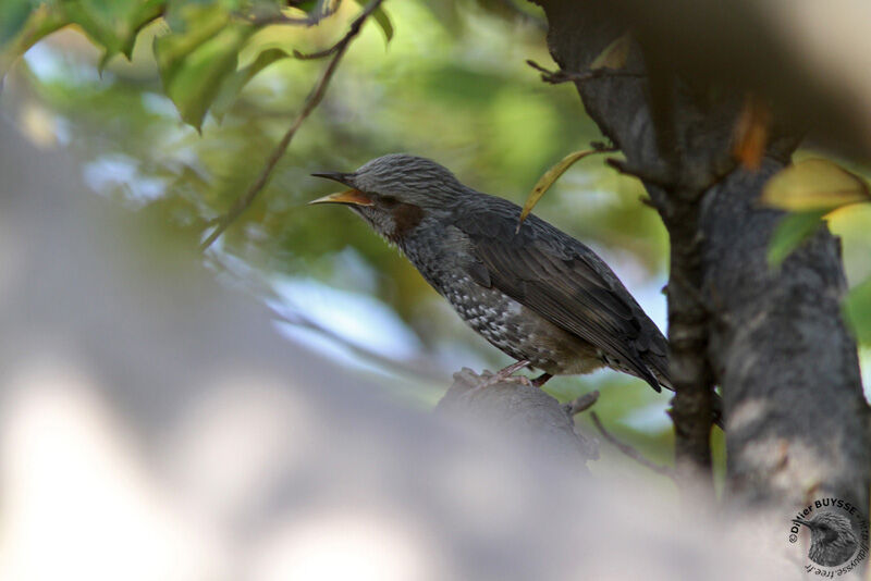 Brown-eared Bulbul, identification, song, Behaviour