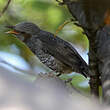 Bulbul à oreillons bruns