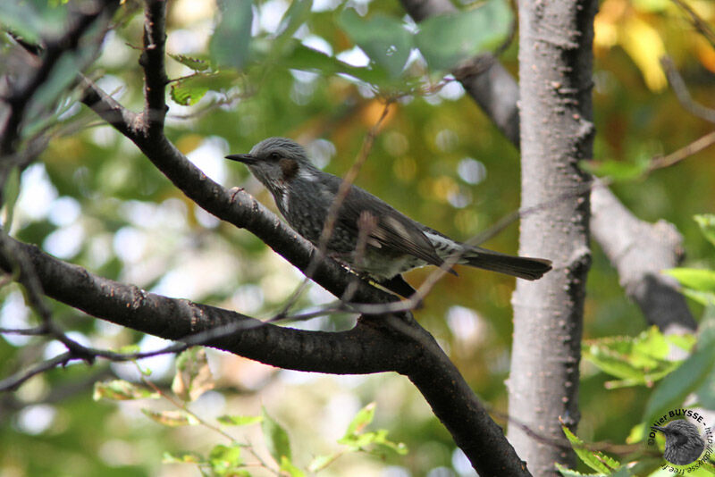 Bulbul à oreillons bruns, identification