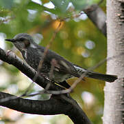 Brown-eared Bulbul