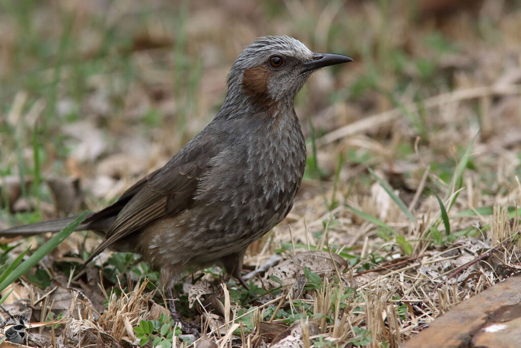 Bulbul à oreillons brunsadulte, identification