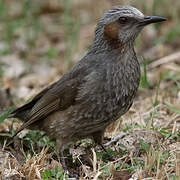 Brown-eared Bulbul