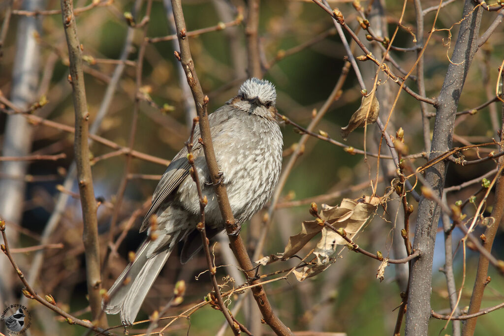 Bulbul à oreillons brunsadulte, identification