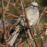 Brown-eared Bulbul