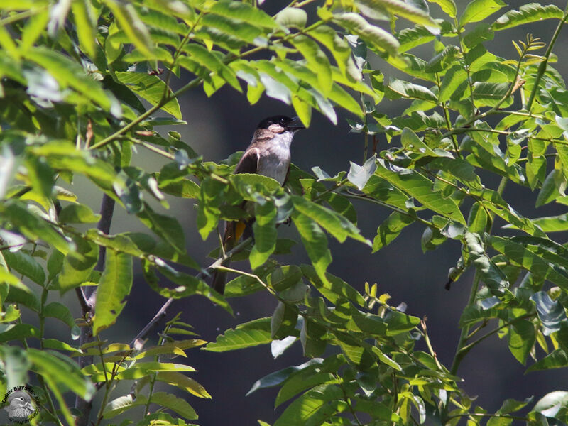 Bulbul à poitrine bruneadulte, identification