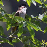 Bulbul à poitrine brune