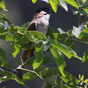 Brown-breasted Bulbul