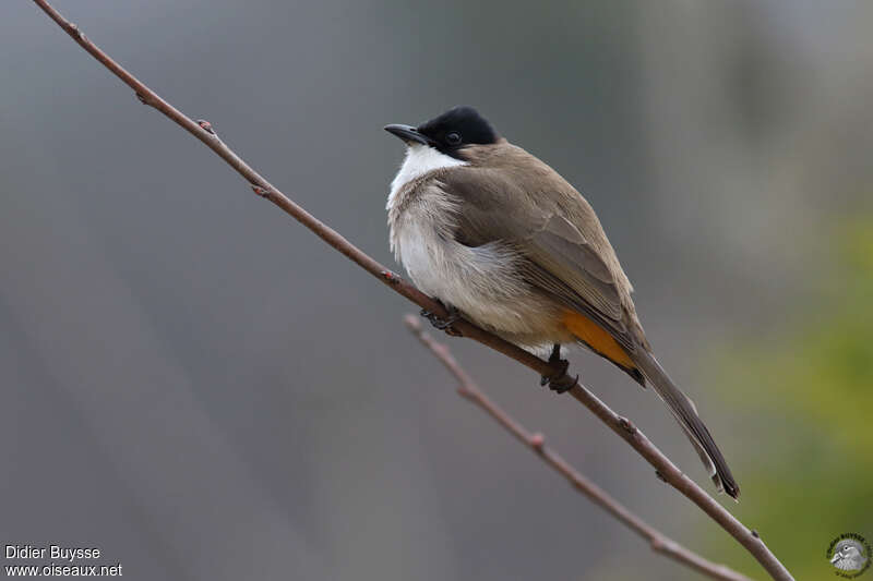 Bulbul à poitrine bruneadulte, identification