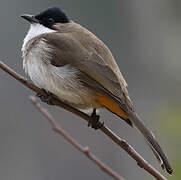 Bulbul à poitrine brune