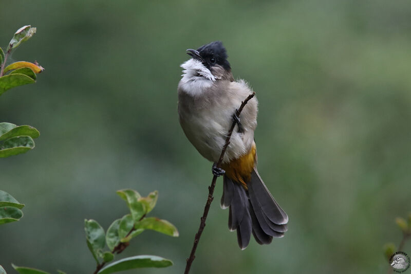 Bulbul à poitrine bruneadulte, identification, chant