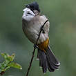 Bulbul à poitrine brune