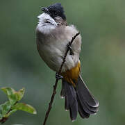 Brown-breasted Bulbul