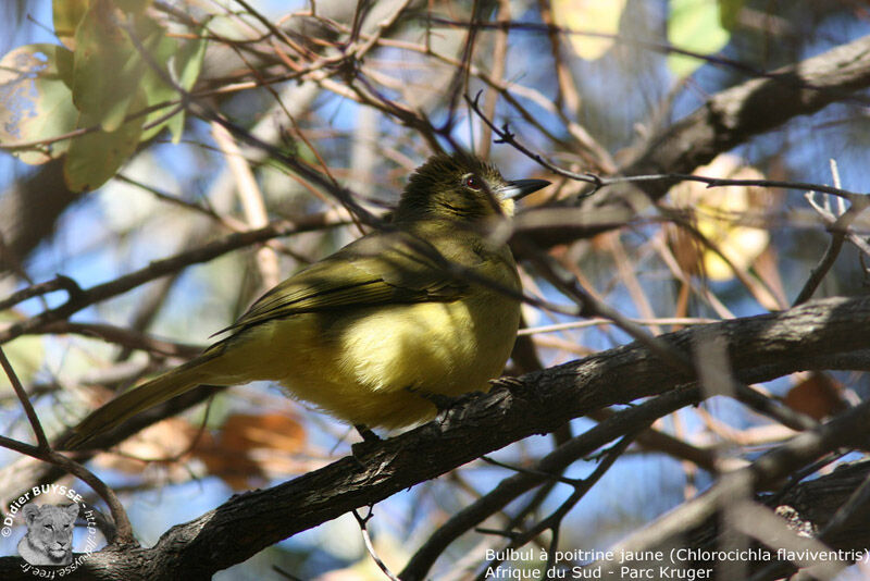 Bulbul à poitrine jaune