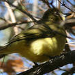 Bulbul à poitrine jaune