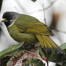 Bulbul à semi-collier