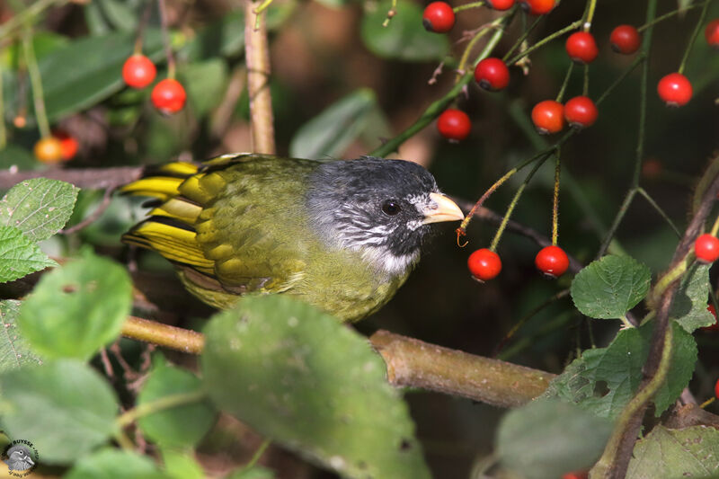 Collared Finchbilladult, identification