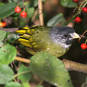 Collared Finchbill