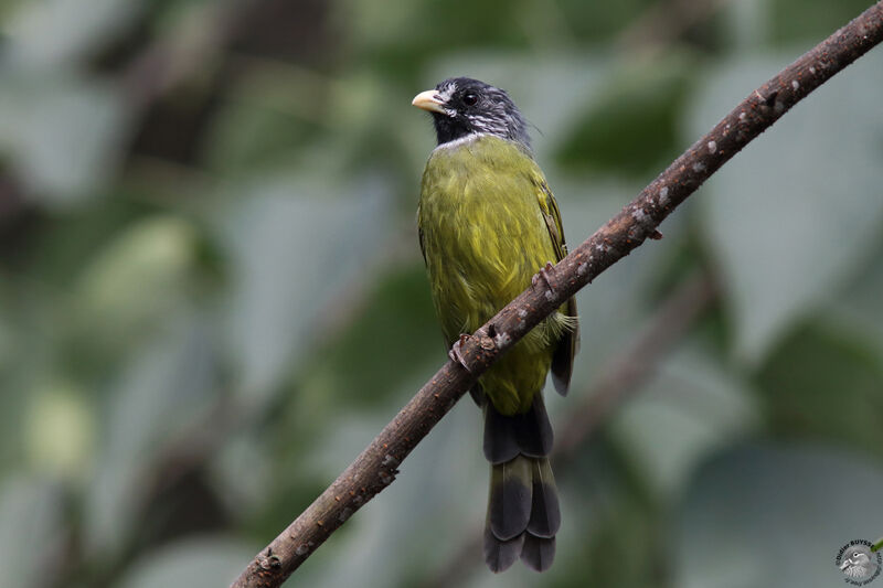 Bulbul à semi-collier, identification