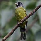 Bulbul à semi-collier