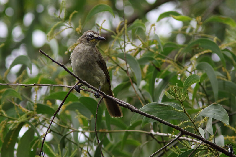 Bulbul à sourcils blancsadulte nuptial, identification