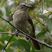 White-browed Bulbul