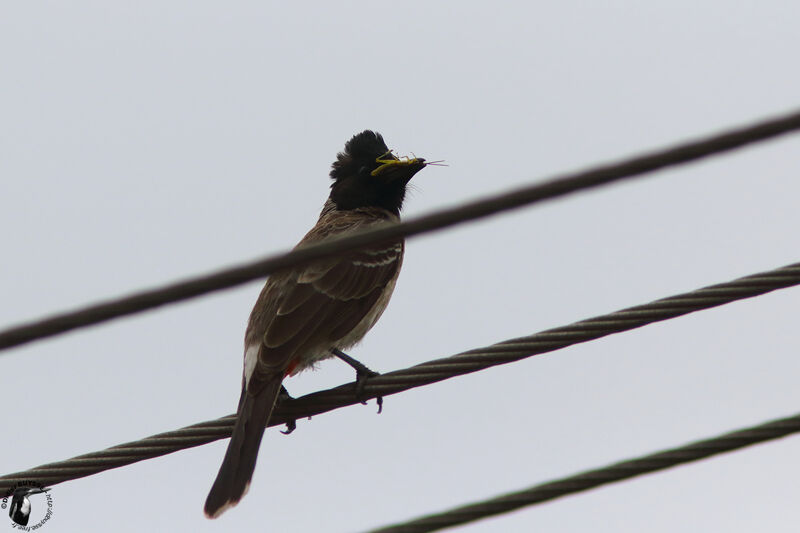 Red-vented Bulbul, identification, feeding habits, fishing/hunting