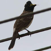 Bulbul à ventre rouge