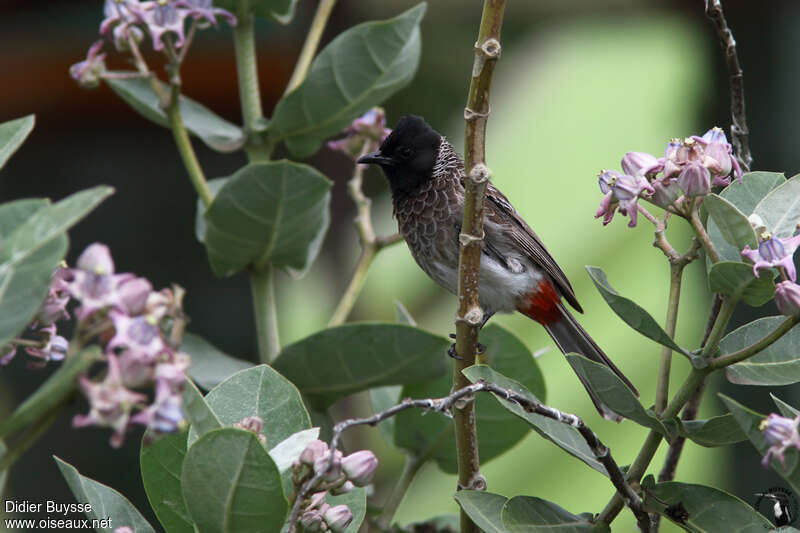 Bulbul à ventre rougeadulte nuptial, identification