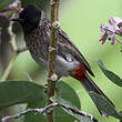 Bulbul à ventre rouge