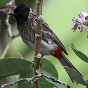 Bulbul à ventre rouge