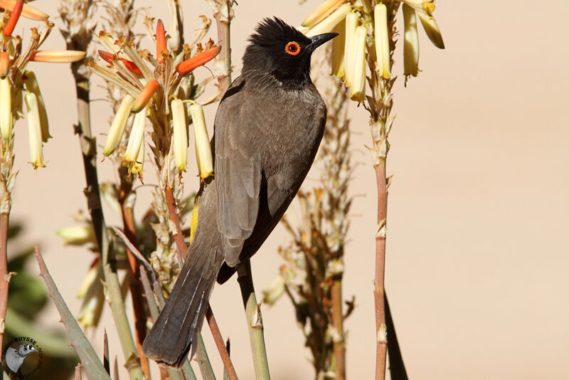 African Red-eyed Bulbuladult, identification