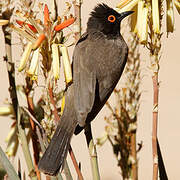 African Red-eyed Bulbul