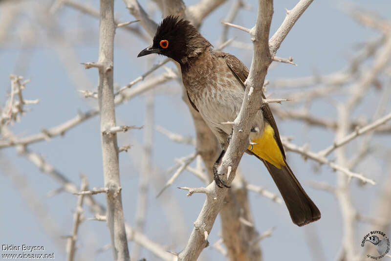 Bulbul brunoir, identification