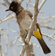 African Red-eyed Bulbul