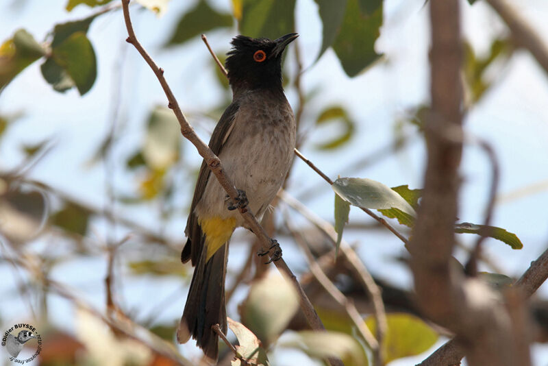 African Red-eyed Bulbuladult, identification