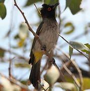 African Red-eyed Bulbul