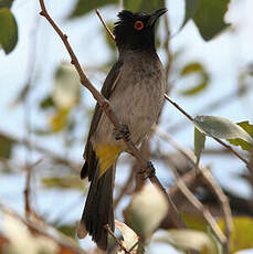 Bulbul brunoir