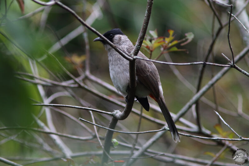 Bulbul cul-d'oradulte, identification