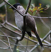 Bulbul cul-d'or