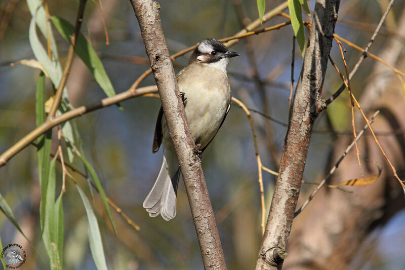 Light-vented Bulbuladult, identification