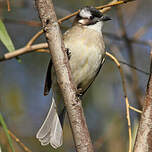 Bulbul de Chine