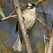 Light-vented Bulbul