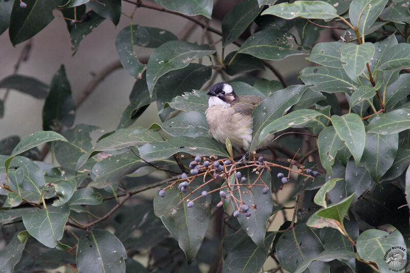 Light-vented Bulbuladult, identification, feeding habits