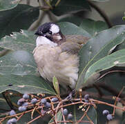 Light-vented Bulbul