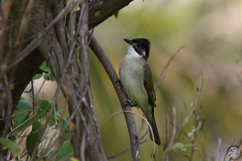 Bulbul de Chineadulte, identification