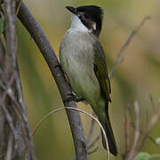 Bulbul de Chine