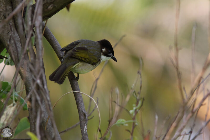 Bulbul de Chineadulte, identification